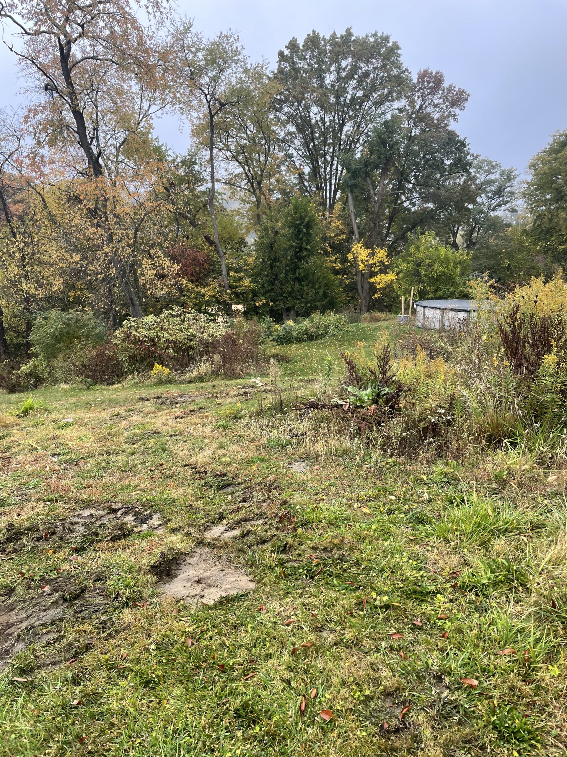 A grassy yard with patches of dirt and overgrown plants, bordered by trees with autumn foliage under a cloudy sky.